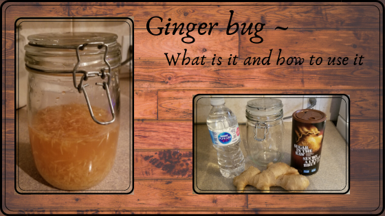 Ginger Bug ~ How to make, keep and use one